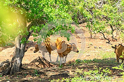 The banteng, Bos javanicus, in Baluran National Park, East Java Indonesia Stock Photo